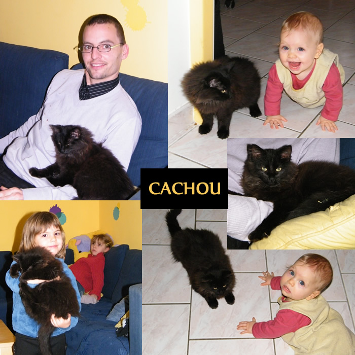 Cachou